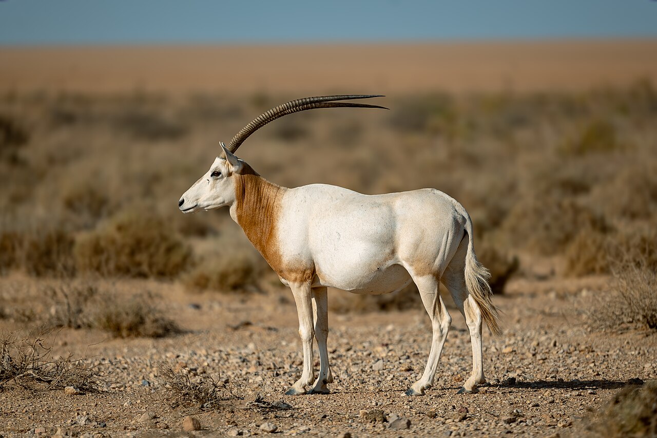 Algazel of sabelantilope