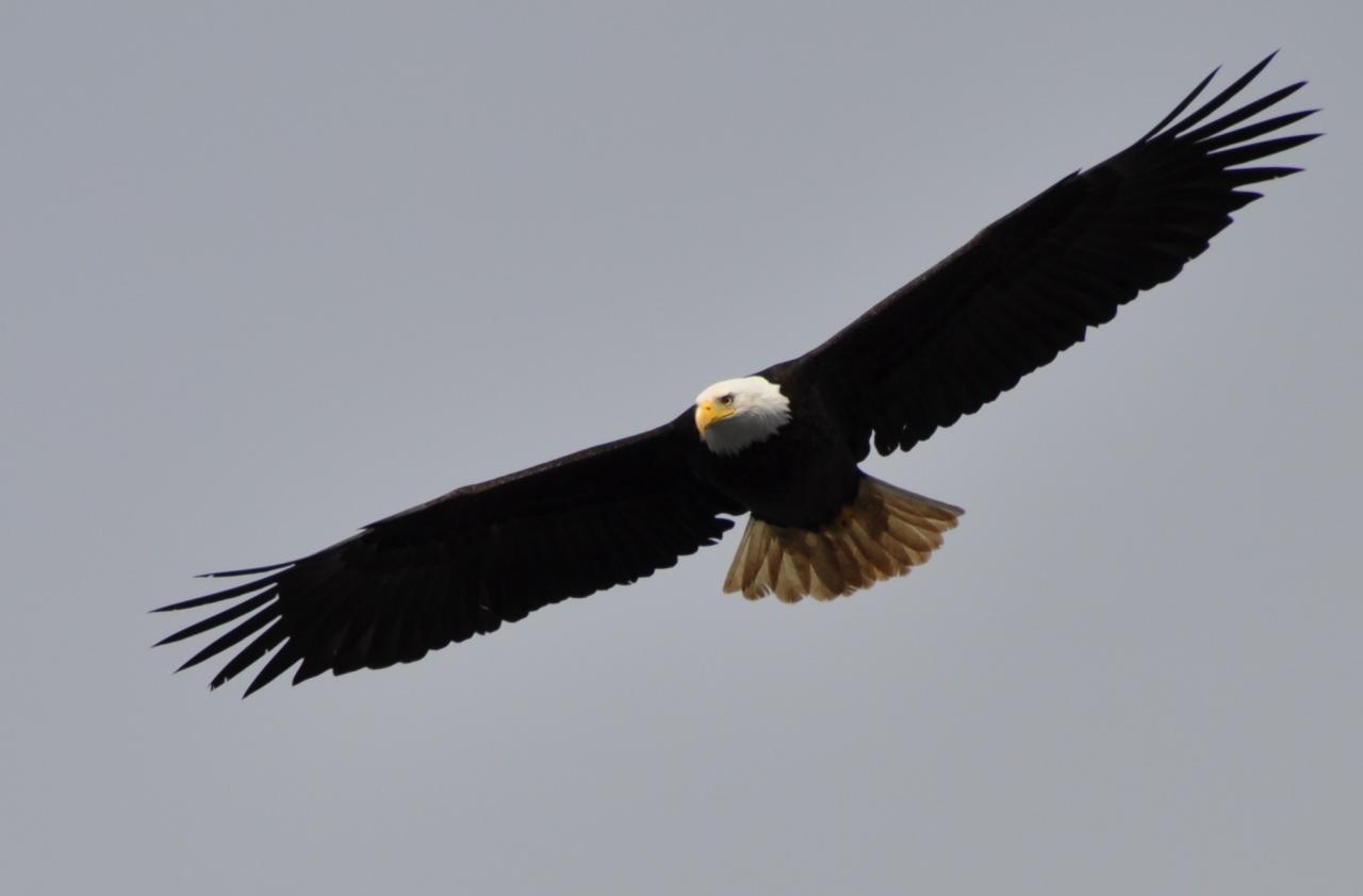 Amerikaanse zeearend