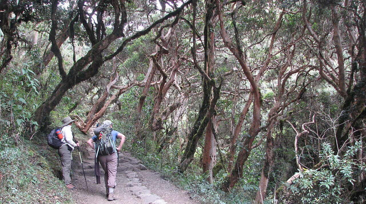 Nevelbos langs de Inca Trail · sfeerbeeld