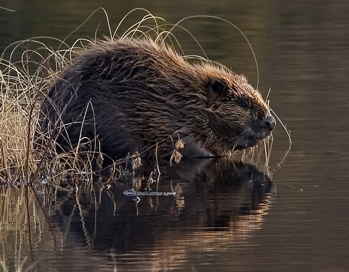 Euraziatische bever (Castor fiber) · illustratief beeld, niet het beschreven Engelse project