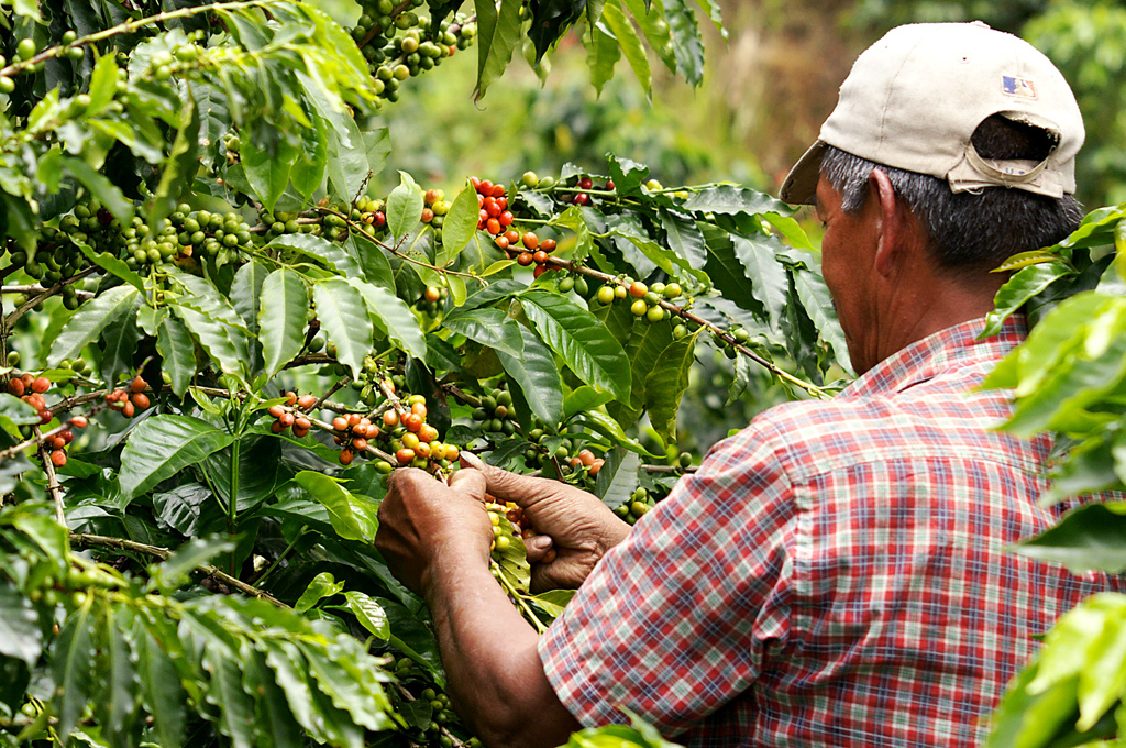 Koffieteelt in Colombia · sfeerbeeld, geen oud-strijder uit het project