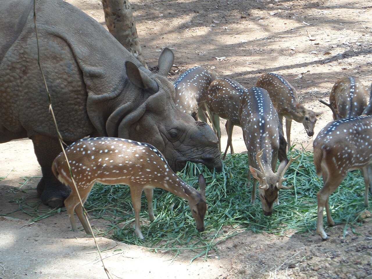 Indische neushoorn
