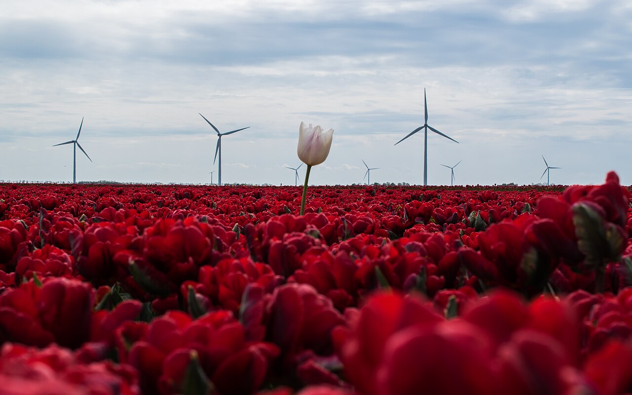Windturbines in Nederland · sfeerbeeld