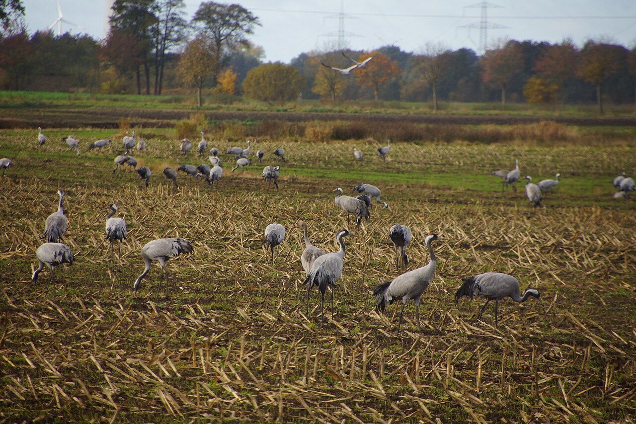 Kraanvogel · sfeerbeeld van de soort