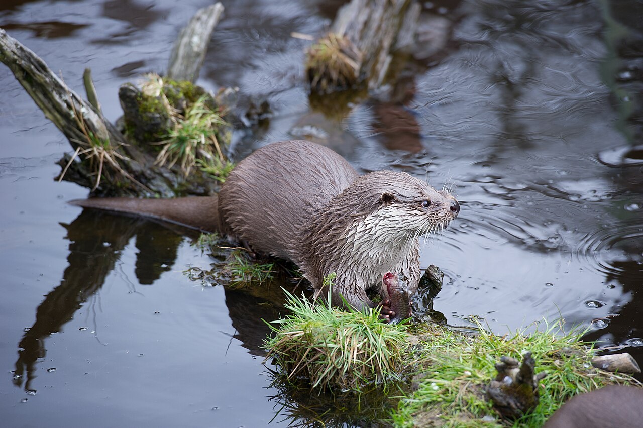 Europese otter