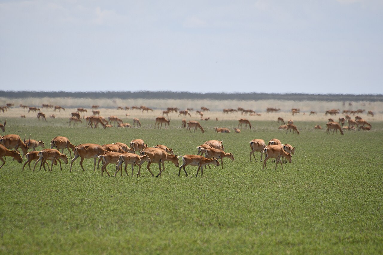 Saiga-antilope in een natuurlijk landschap