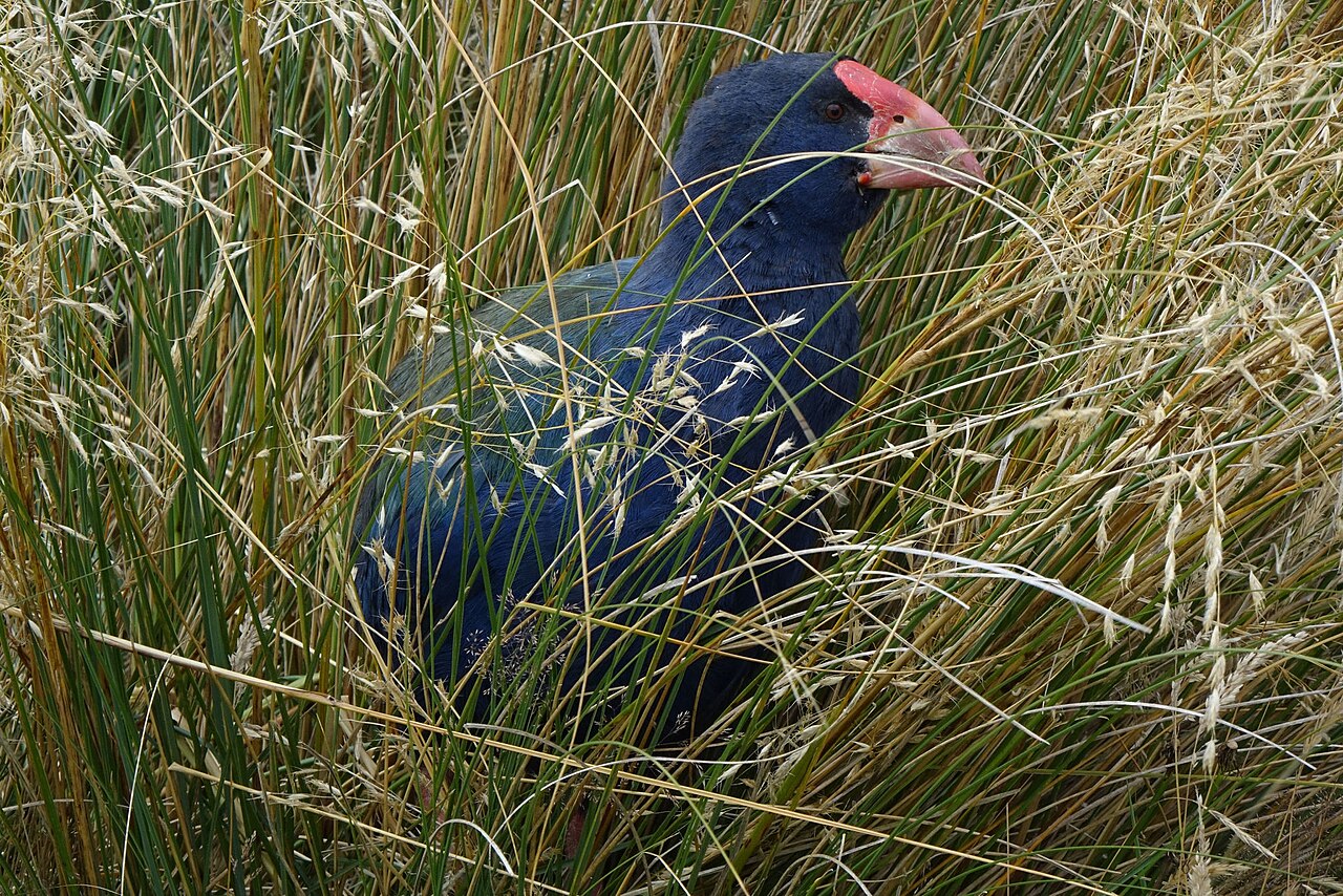 Takahē in het groen