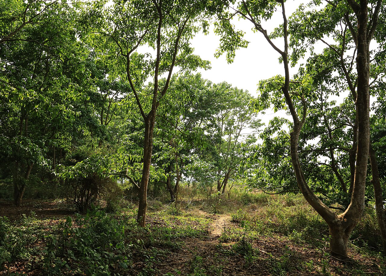 Groen bos in Chitwan, Nepal · sfeerbeeld