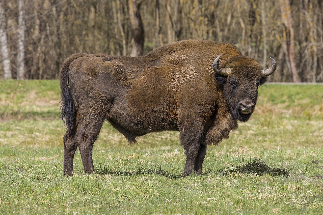 Europese wisent