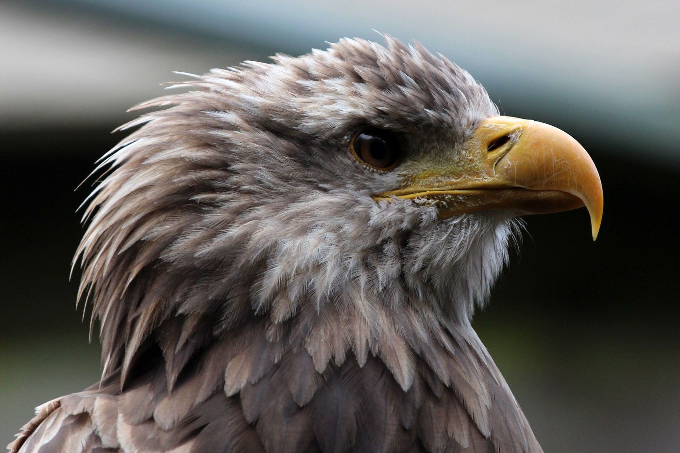 Portret van een Europese zeearend (Haliaeetus albicilla) · illustratief beeld