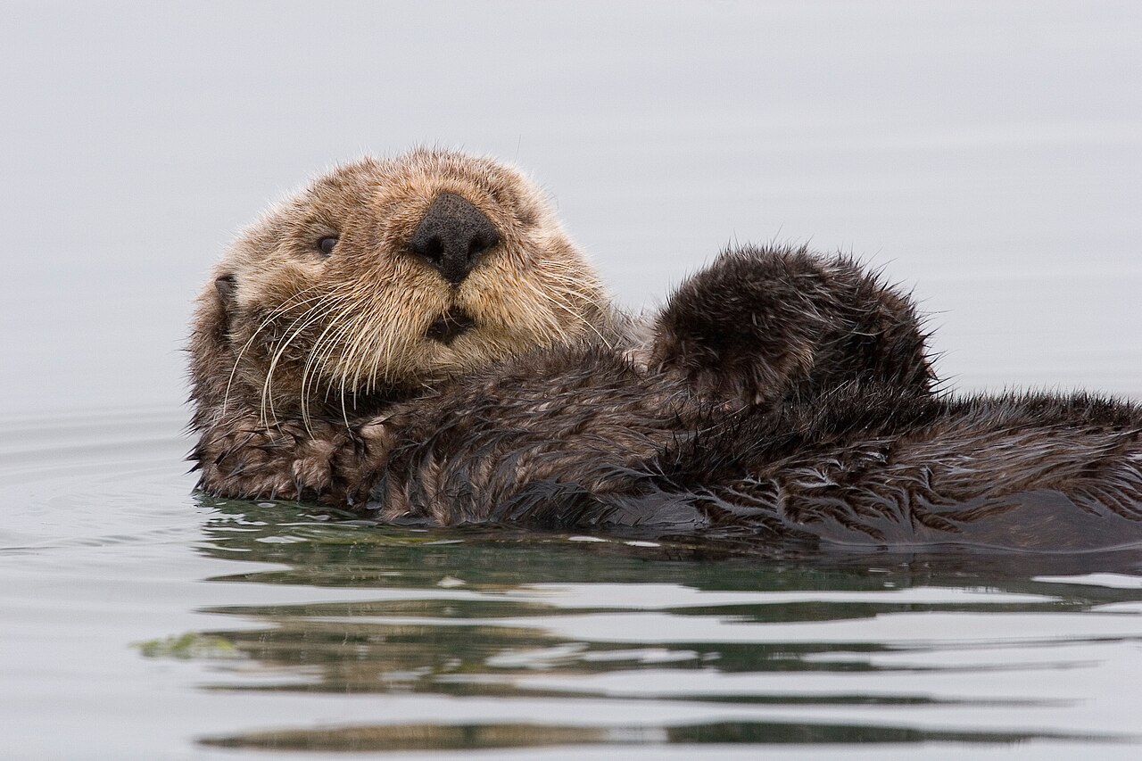 Een zeeotter in Morro Bay · sfeerbeeld
