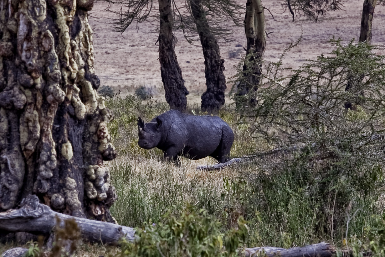 Zwarte neushoorn