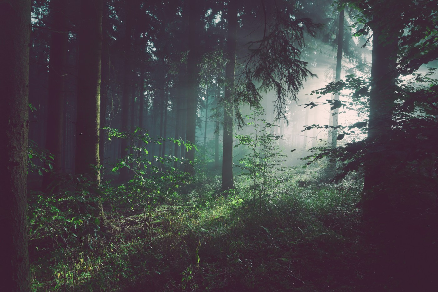 Zonlicht tussen groene bomen; sfeerbeeld
