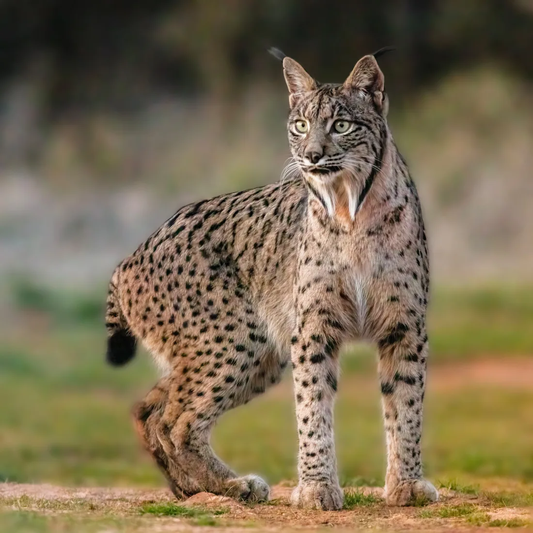 Iberische lynx in grasland